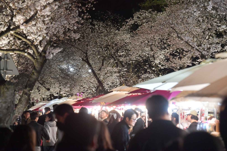 경주 대릉원돌담길 벚꽃축제