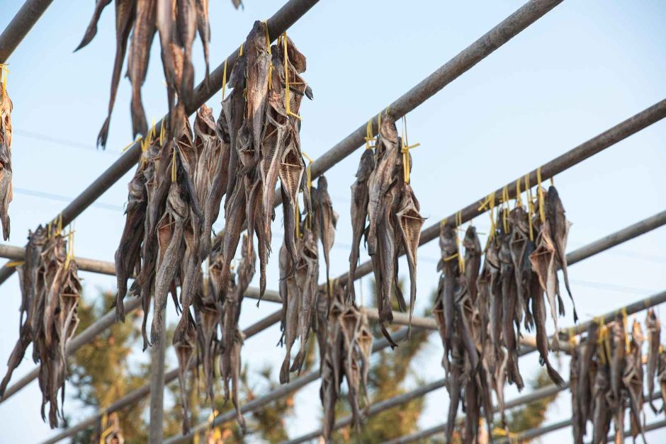 고성통일명태축제