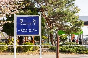 진해_경화역 벚꽃길 (3)