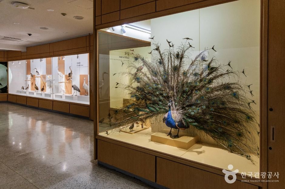 thumbnail-경희대학교 자연사박물관-49