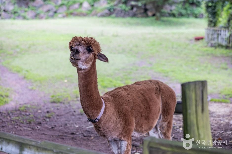 도치돌 알파카목장