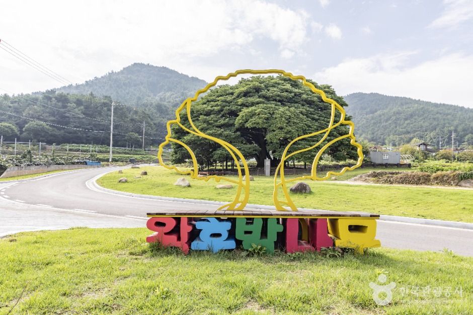 남해 창선도 왕후박나무