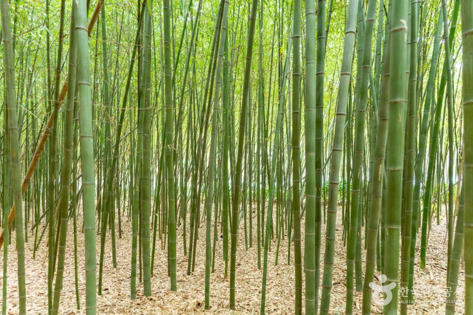 태화강 국가정원십리대숲