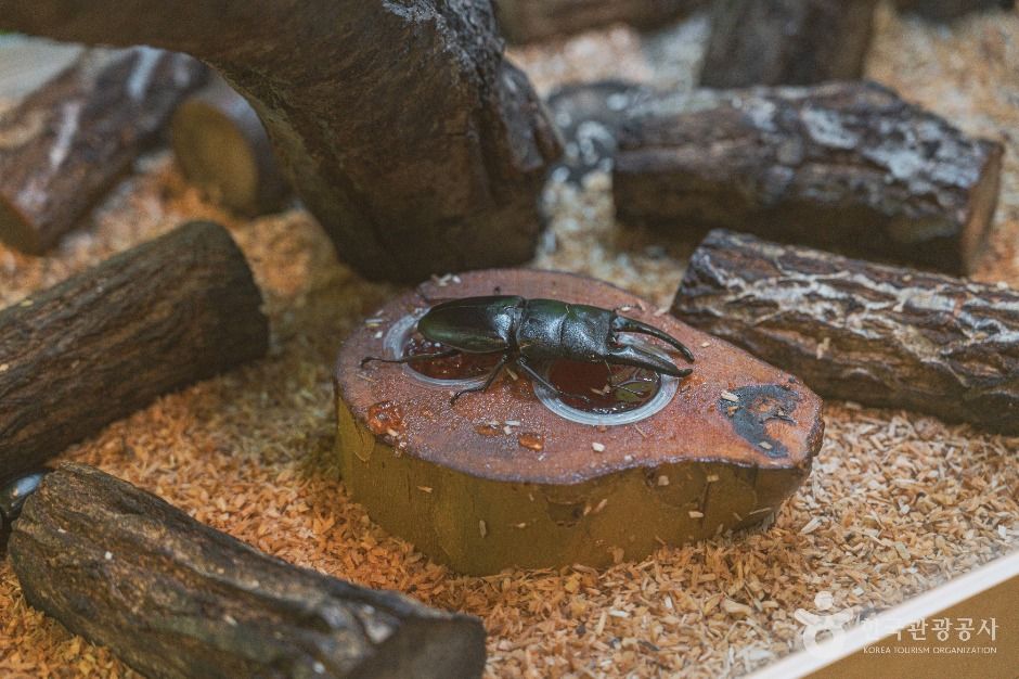 thumbnail-대전곤충생태관-4