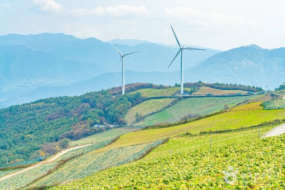 매봉산풍력발전단지(바람의 언덕)