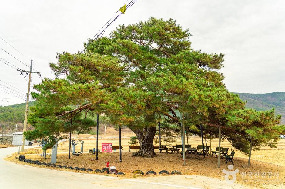 의성 월소리 소나무