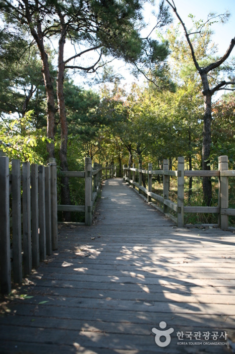 Yeouido Park (여의도 공원)