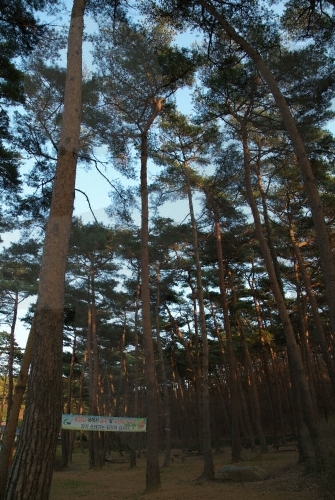 Anmyeondo Recreational Forest (안면도자연휴양림)