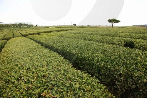 [제주올레 14-1코스] 저지-무릉 올레4