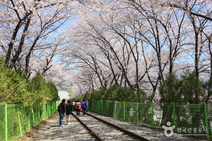 Route des cerisiers de la gare de Gyeonghwa (경화역 벚꽃길)4