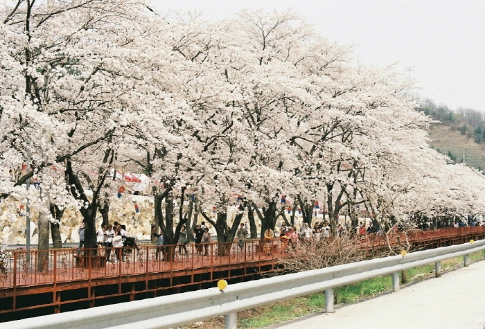 에덴벚꽃길 벚꽃축제3