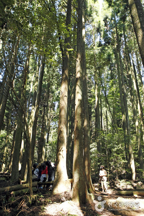 Seogwipo Forest of Healing (서귀포 치유의 숲)