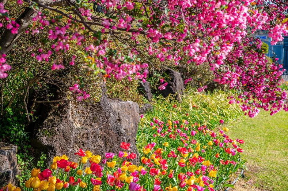 벽초지수목원 봄꽃축제