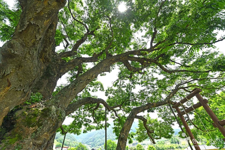 괴산 오가리 느티나무