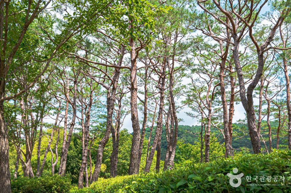 Gwangjuho Lake Eco Park (광주호 호수생태원)