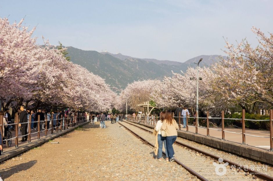진해_경화역 벚꽃길 (4)