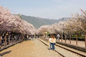 진해_경화역 벚꽃길 (4)