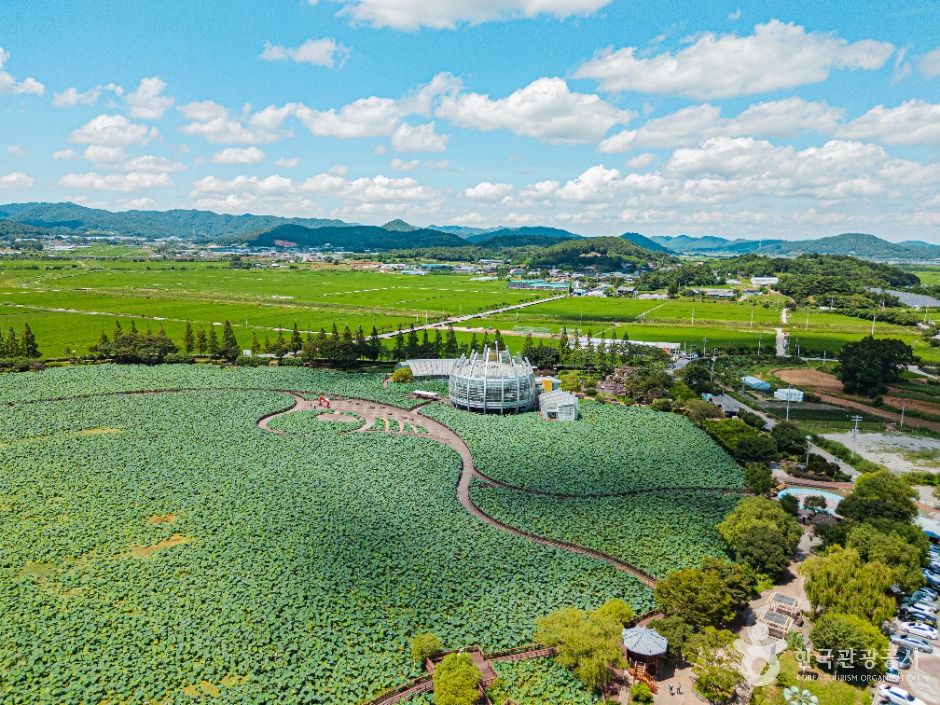 무안회산백련지