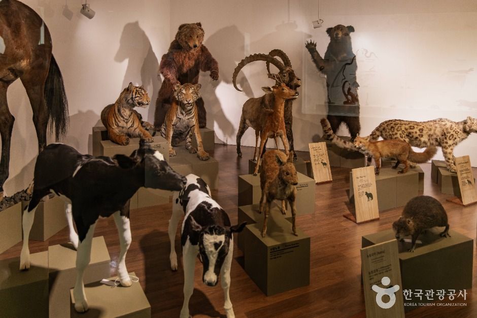 thumbnail-경희대학교 자연사박물관-50