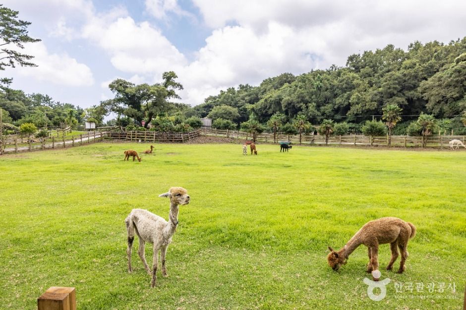 도치돌 알파카목장
