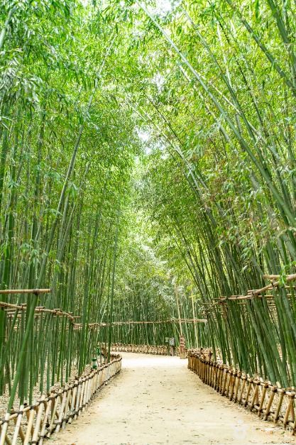 태화강 국가정원십리대숲