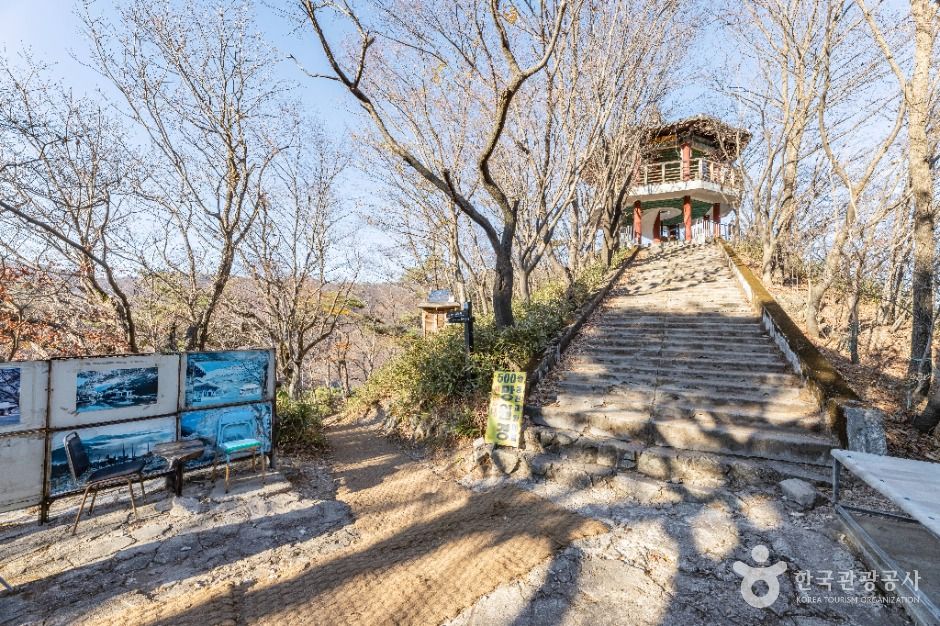 정읍_내장산 굴거리나무군락 (9)