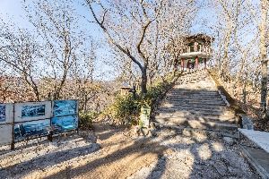 정읍_내장산 굴거리나무군락 (9)