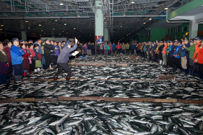 부산고등어축제0