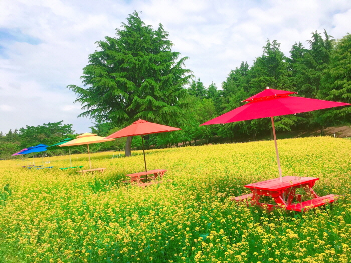 이월드 컬러풀 페스티벌 20198