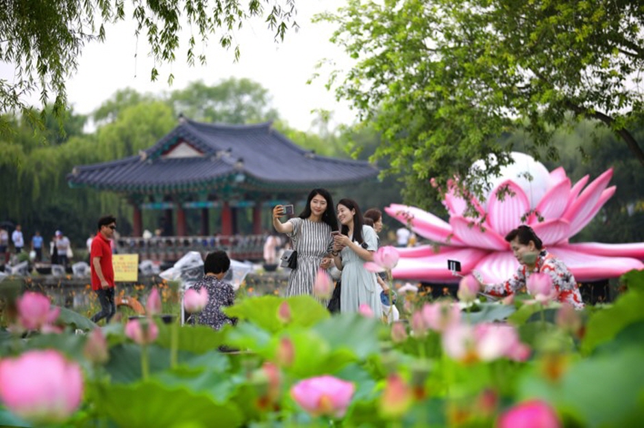 Buyeo Seodong Lotus Festival (부여서동연꽃축제)