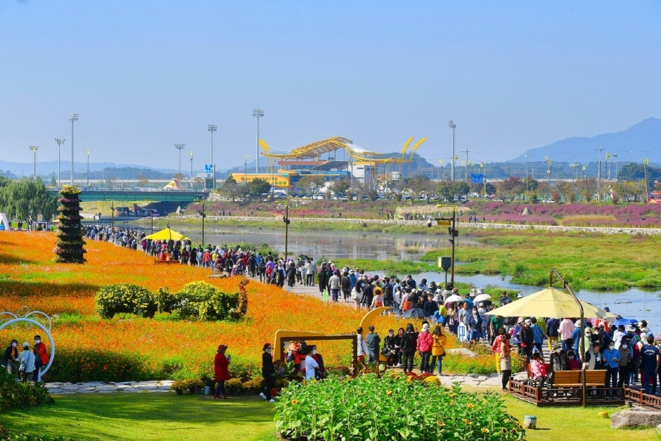 장성 황룡강 가을꽃축제