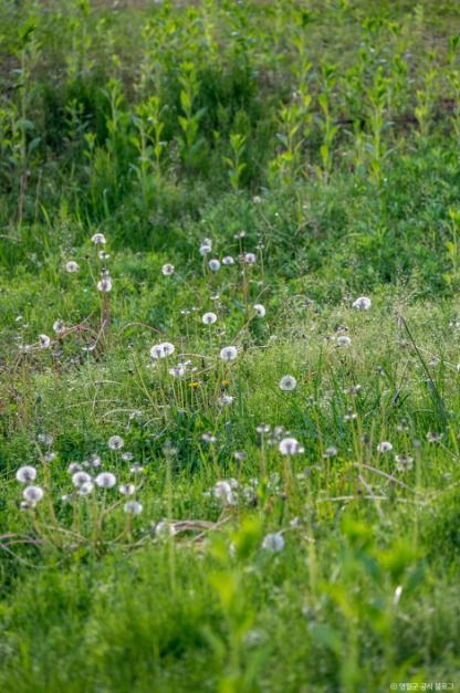 thumbnail-물무리골생태습지-27