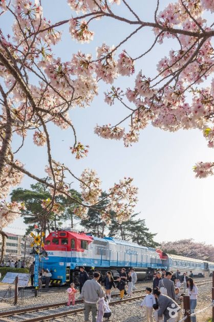 진해_경화역 벚꽃길 (5)