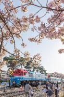 진해_경화역 벚꽃길 (5)