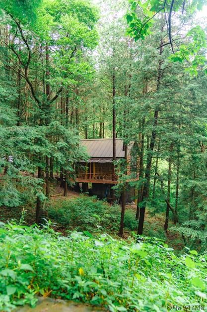 상관 공기마을 편백숲