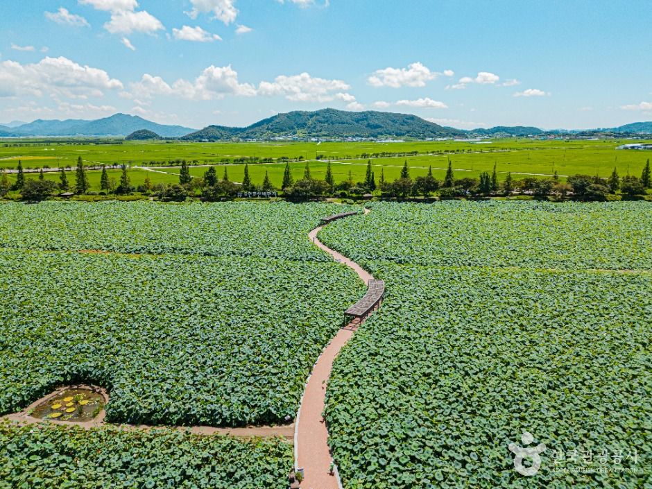 무안회산백련지