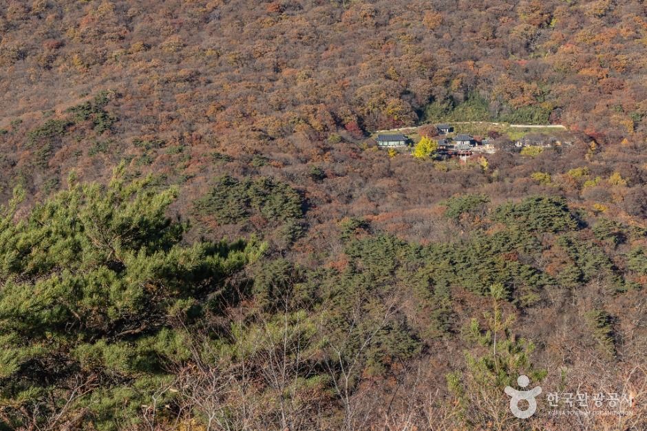 정읍_내장산 굴거리나무군락 (10)