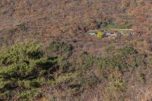 정읍_내장산 굴거리나무군락 (10)