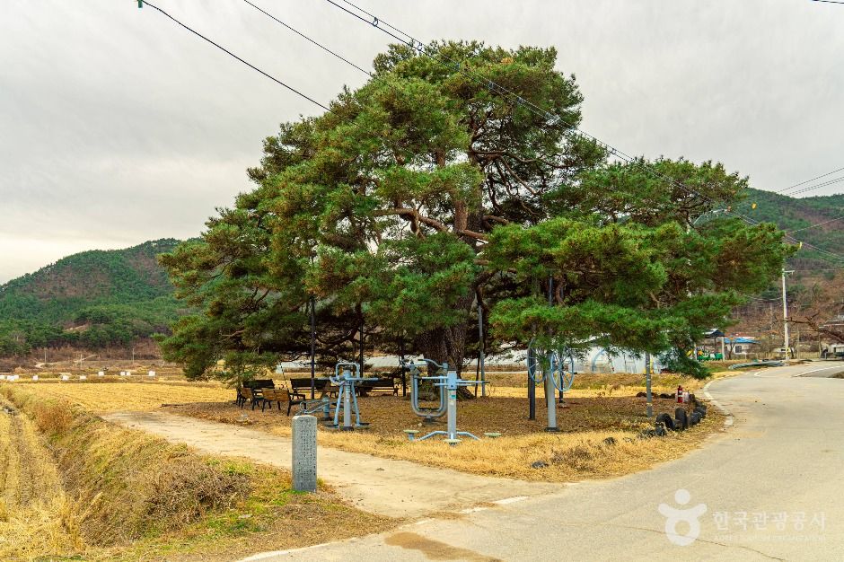 의성 월소리 소나무