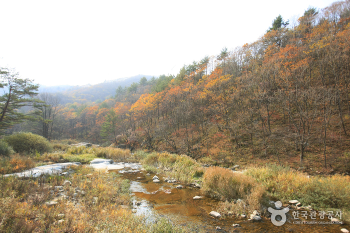 Eco Green Campus [Daegwallyeong Samyang Ranch] (에코그린 캠퍼스, 구 대관령 삼양목장)
