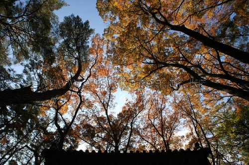 Guryongsa Temple (구룡사)