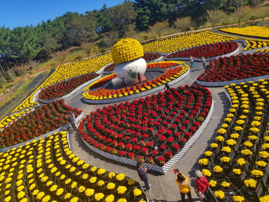 태안 가을꽃박람회