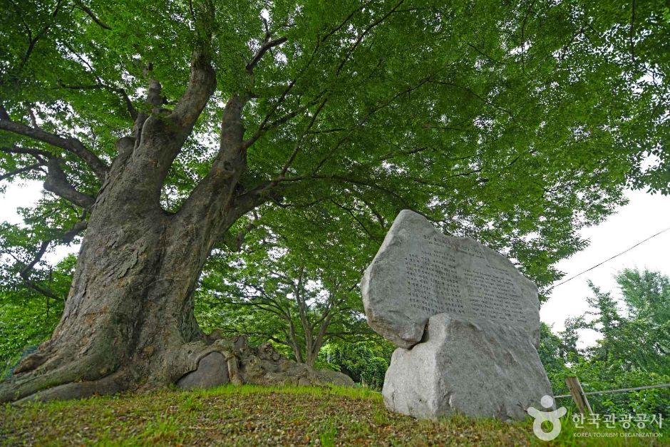 장수 봉덕리 느티나무