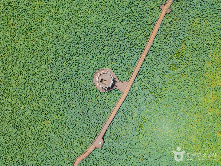 무안회산백련지