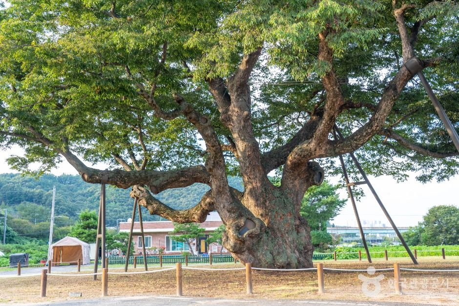 대전 괴곡동 느티나무