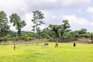 도치돌 알파카목장