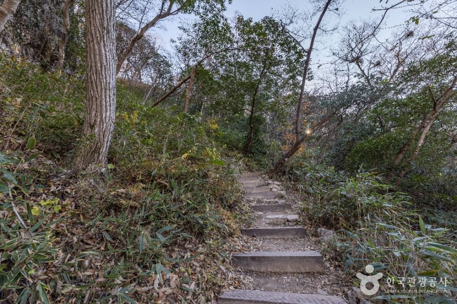 정읍_내장산 굴거리나무군락 (6)