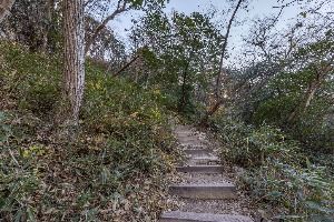 정읍_내장산 굴거리나무군락 (6)