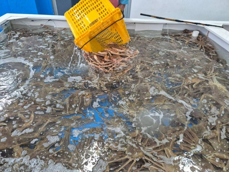 대포대게회직판장