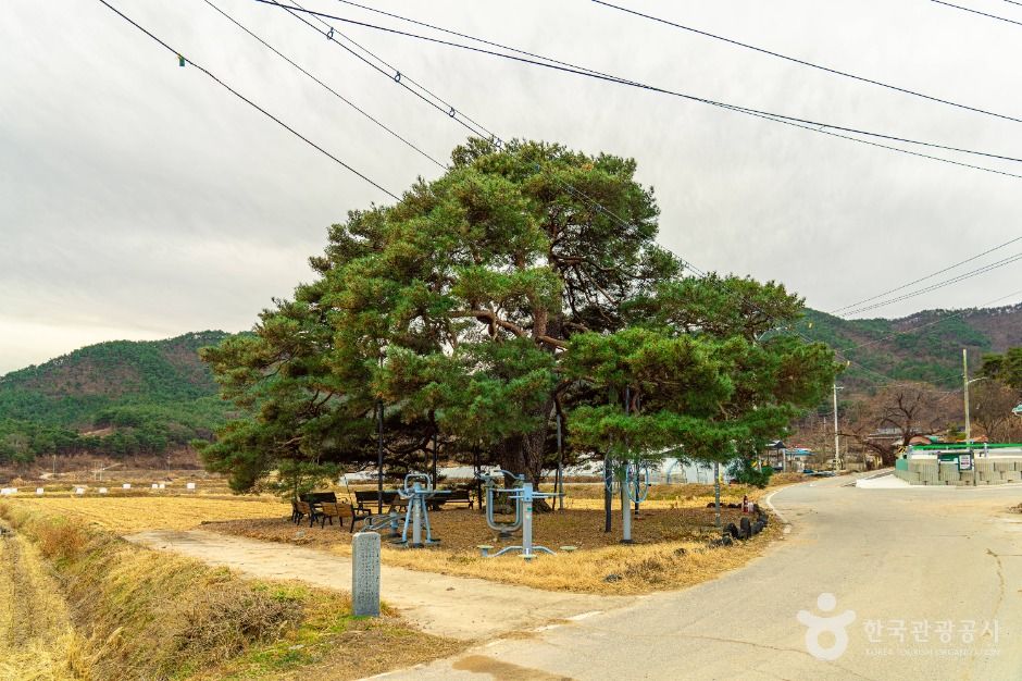 의성 월소리 소나무